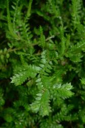 Selaginella kraussiana. Upturned strobili on lateral branches.
 Image: L.R. Perrie © Leon Perrie  CC BY-NC 3.0 NZ